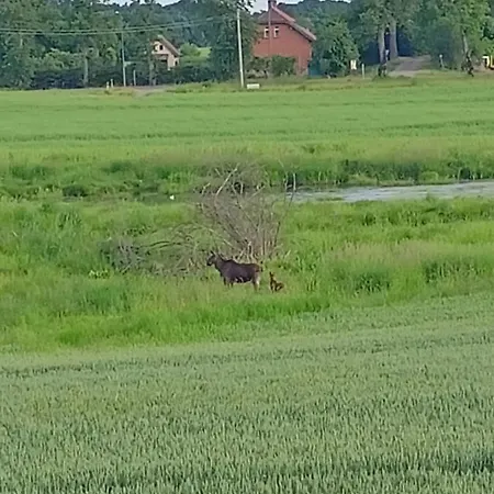 Swierkowe Siedlisko Węgorzewo Zewnętrze zdjęcie